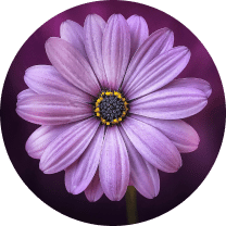 _Section - 023 New Collection img #4