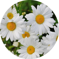 _Section - 023 New Collection img #7